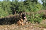 MALINOIS 040